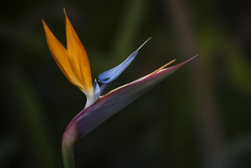 Where to Grow Bird of Paradise Plant