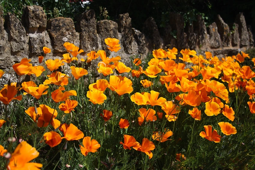 How to Propagate Californian Poppies