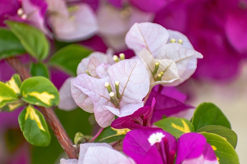 Understanding Bougainvillea