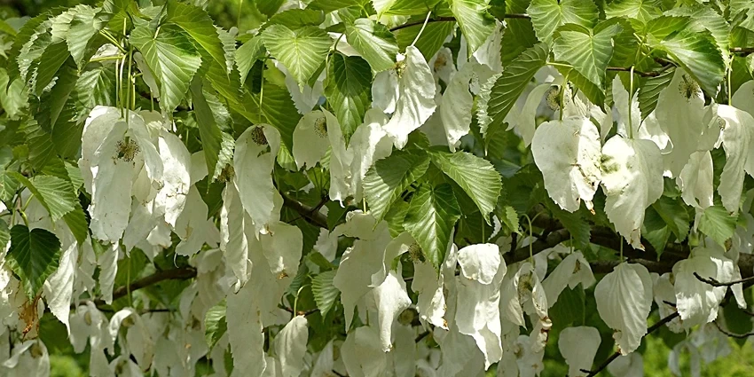 Cultivating Elegance: The Comprehensive Guide to Growing the Handkerchief Tree