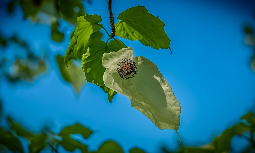 Where to Grow the Handkerchief Tree