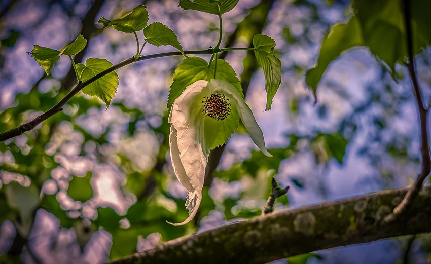 Caring for the Handkerchief Tree