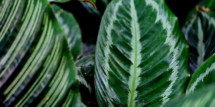 How to Grow and Care for Calathea Plants