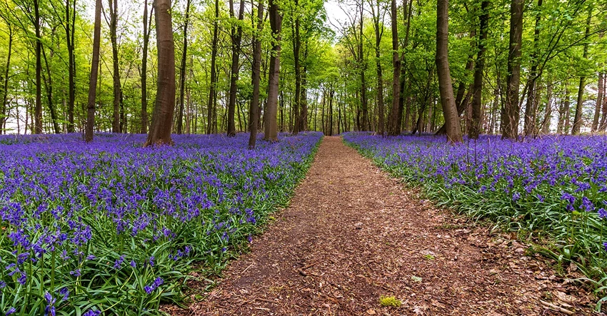 Growing Bluebells: Advanced Tips