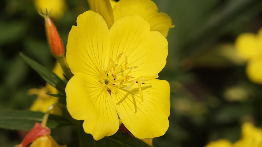 Overview of Evening Primrose