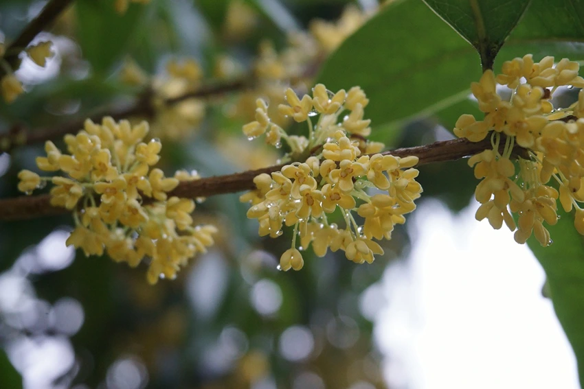 Osmanthus Pests and Disease