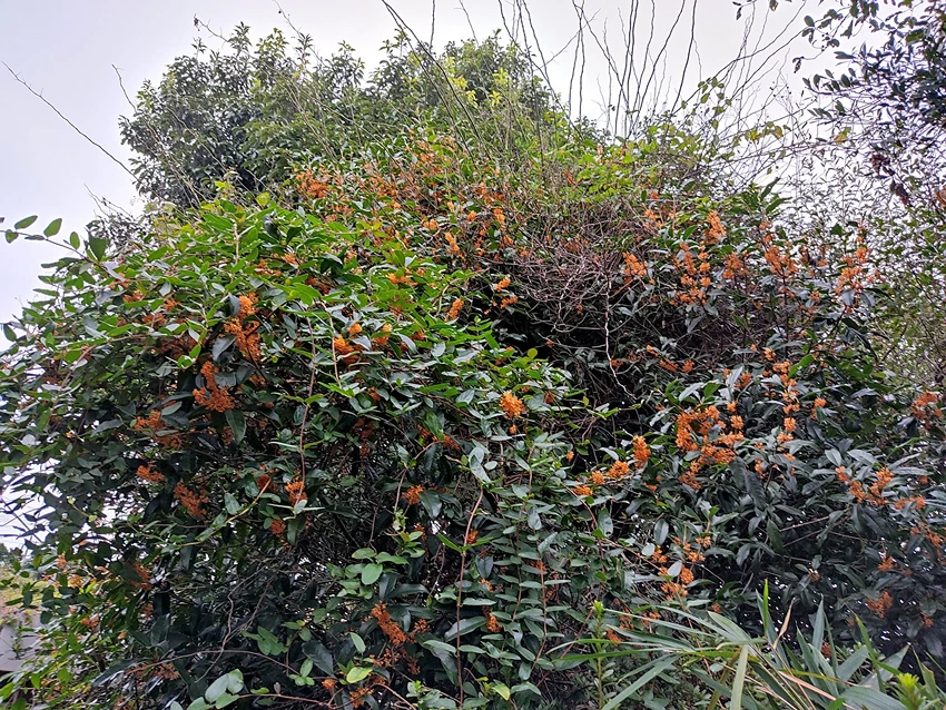Varieties of Osmanthus to Grow