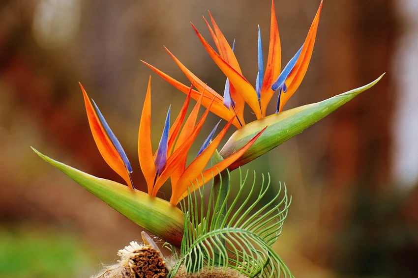 How to Grow Bird of Paradise Plant