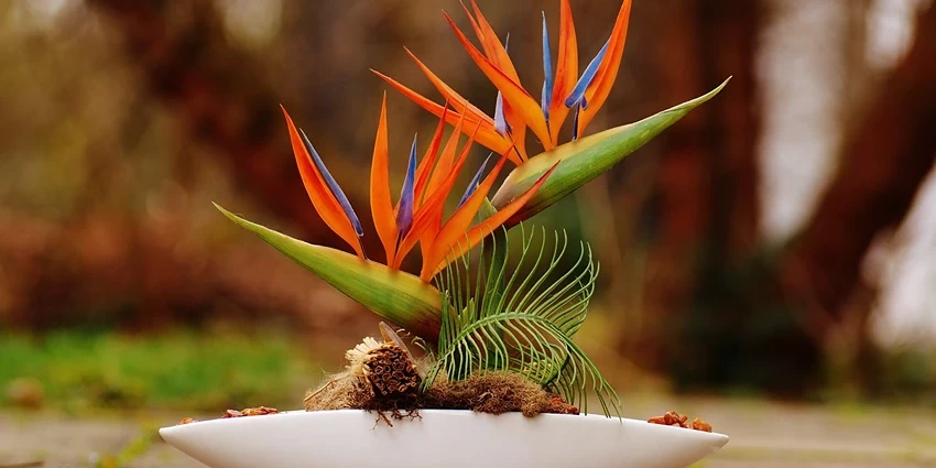 How to Cultivate the Exquisite Bird of Paradise Plant