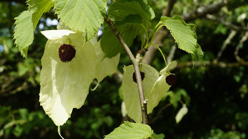 How to Propagate the Handkerchief Tree