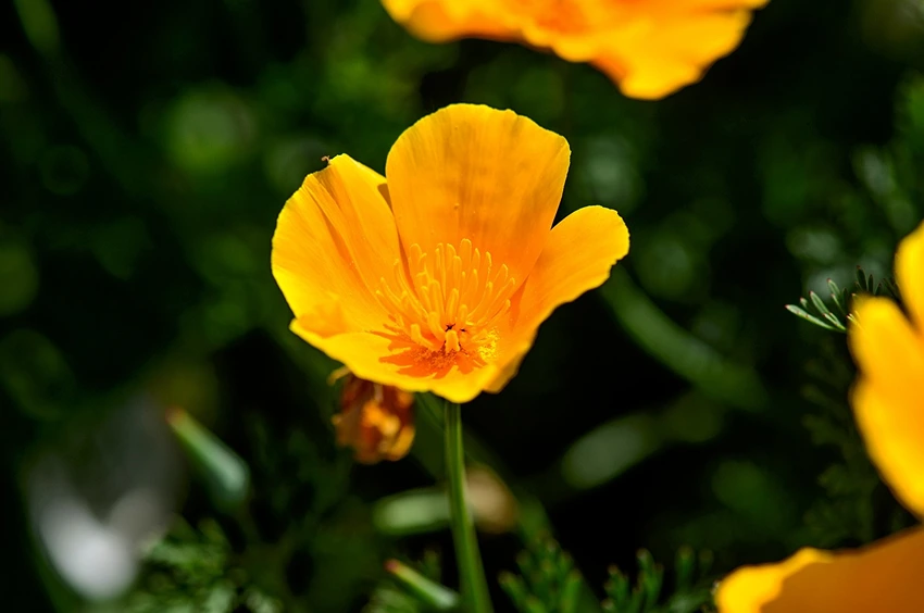Varieties of Californian Poppies to Grow