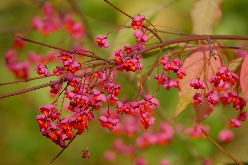 Caring for Spindle Tree