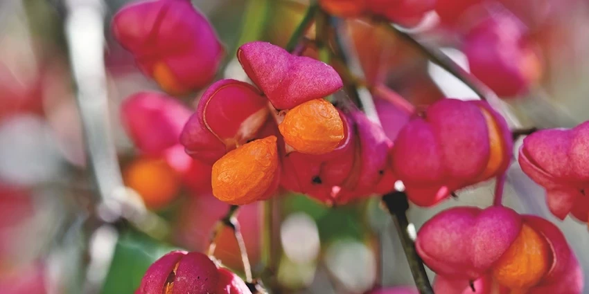 Introduction to the Spindle Tree (Euonymus europaeus)