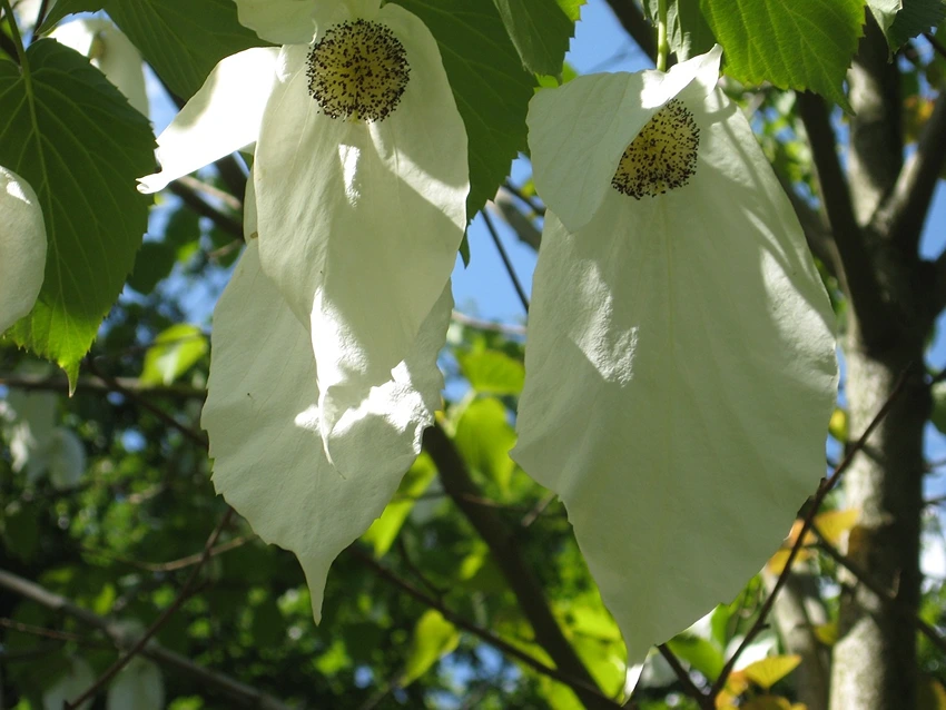 Growing the Handkerchief Tree: Problem Solving
