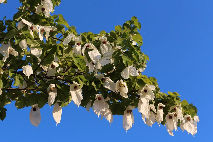 Varieties of the Handkerchief Tree to Grow
