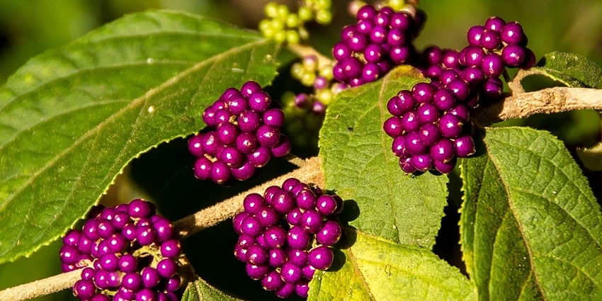 Callicarpa: A Comprehensive Guide for the British Gardener
