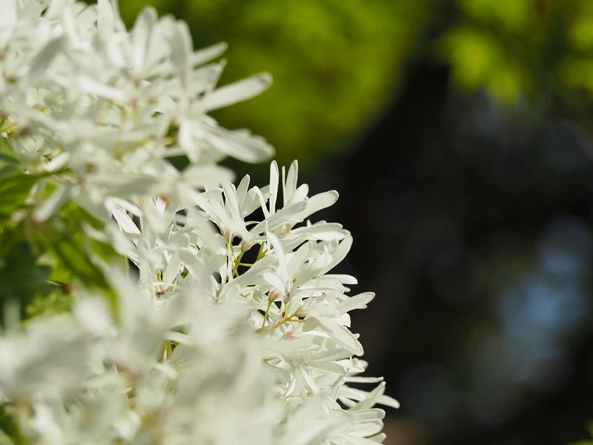 Additional Varieties of Osmanthus