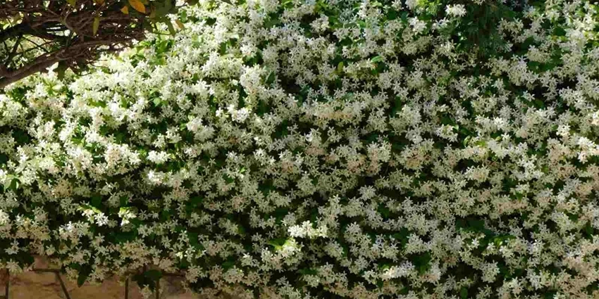 How to Grow Jasmine Climber