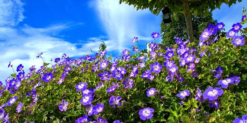 How to Grow Cranesbill