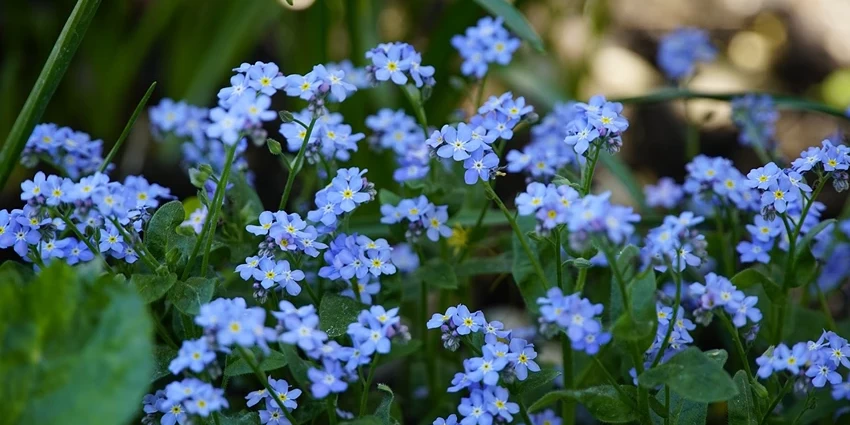 Forget Me Not Plants