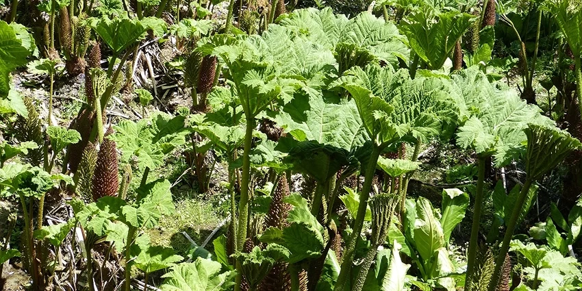 How to Grow Gunnera