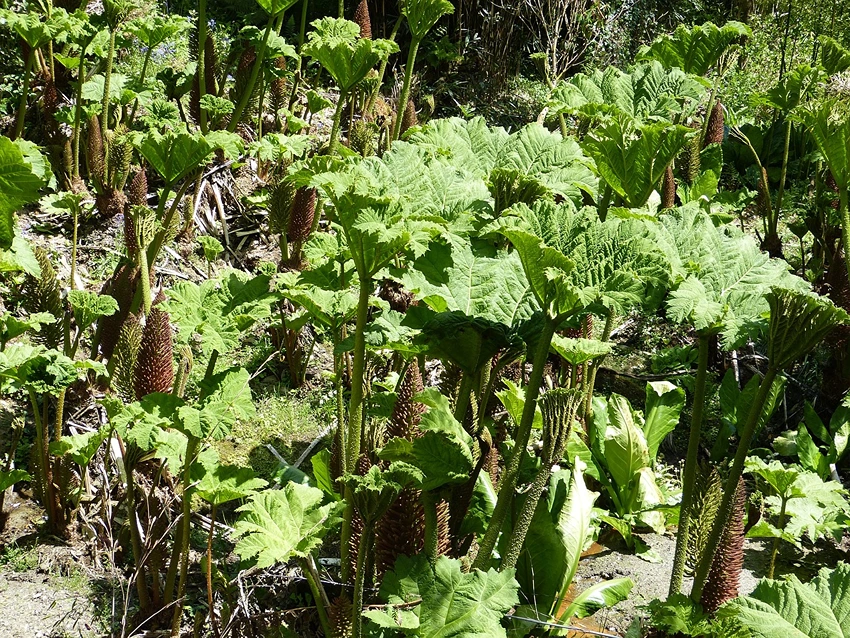 How to Grow Gunnera