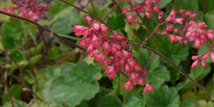 How to Grow Heuchera