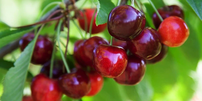 How to Grow Morello Cherry