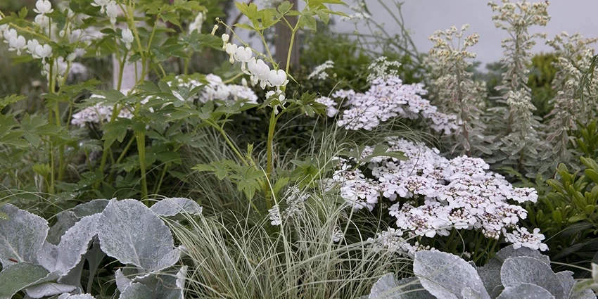 How to Grow Angel Wings Plant