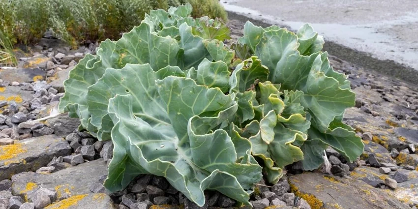 How to Grow Sea Kale
