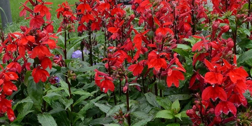 How to Grow Perennial Lobelia