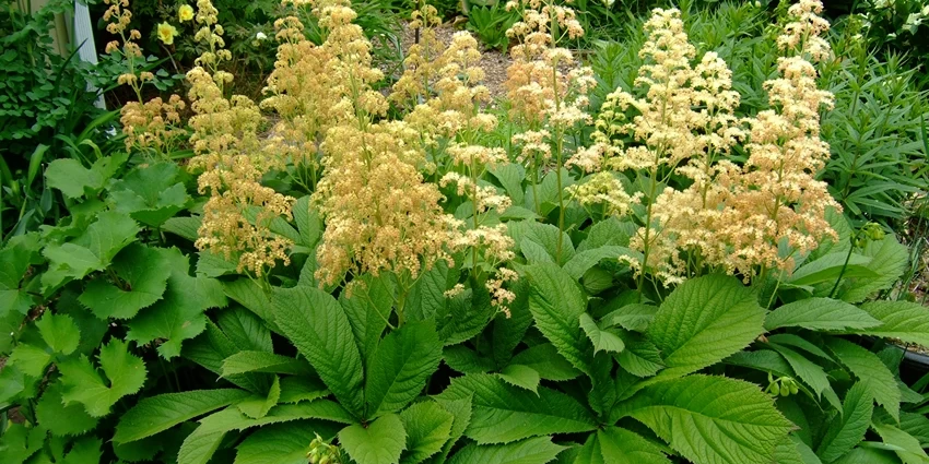 How to Grow Rodgersia