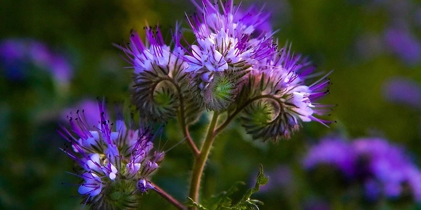 How to Grow Phacelia
