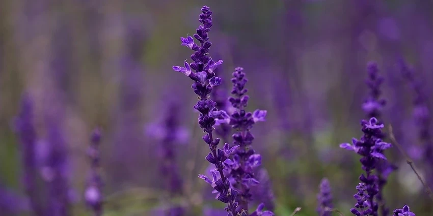 How to Grow Salvia