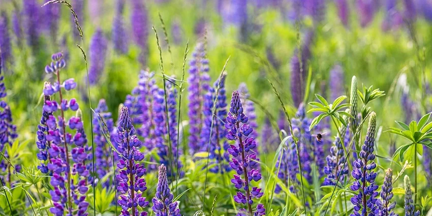 How to Grow Lupin Plant