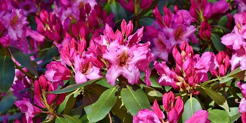 How to Grow Rhododendron