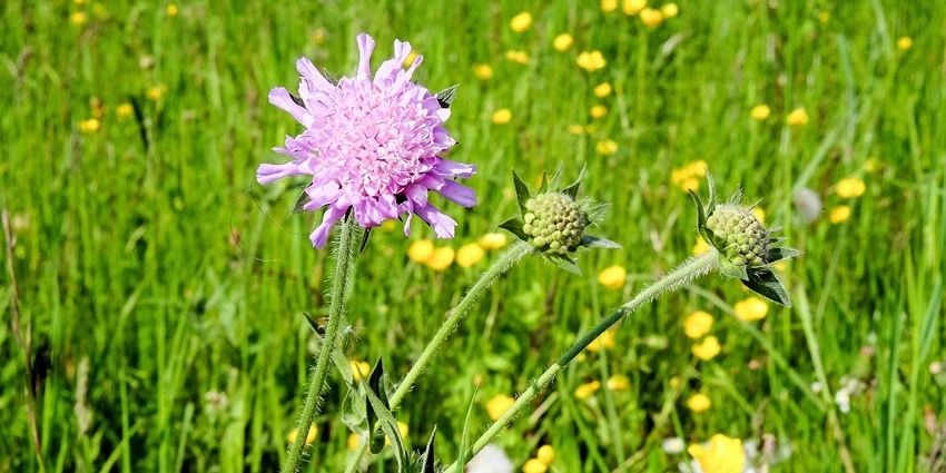 How to Grow Scabious