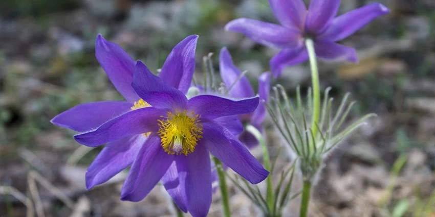 How to Grow Phlomis