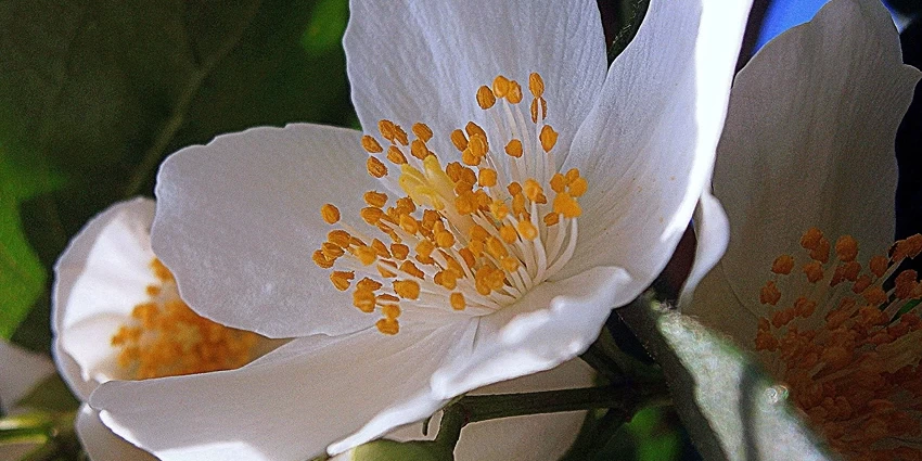 How to Grow Mock Orange Blossom
