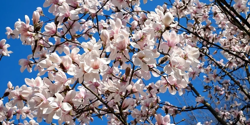 How to Grow Magnolia Tree