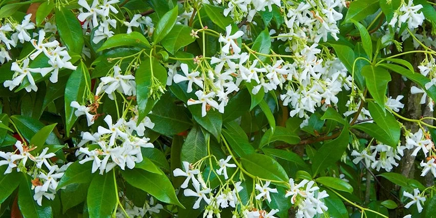How to Grow Star Jasmine Plant