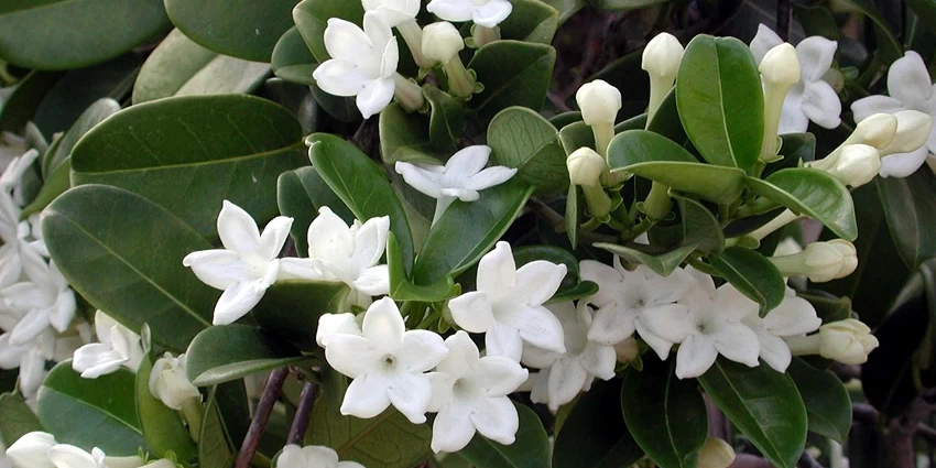 How to Grow Stephanotis