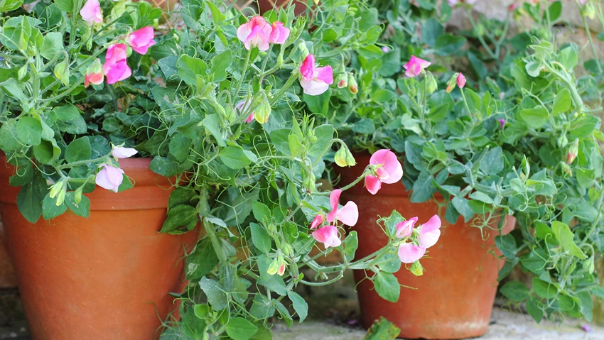 How to Grow Sweet Peas in Pots