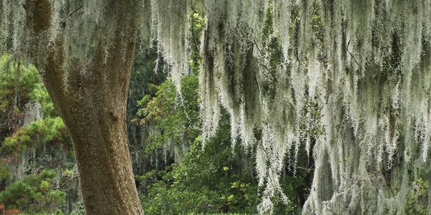 How to Grow Spanish Moss