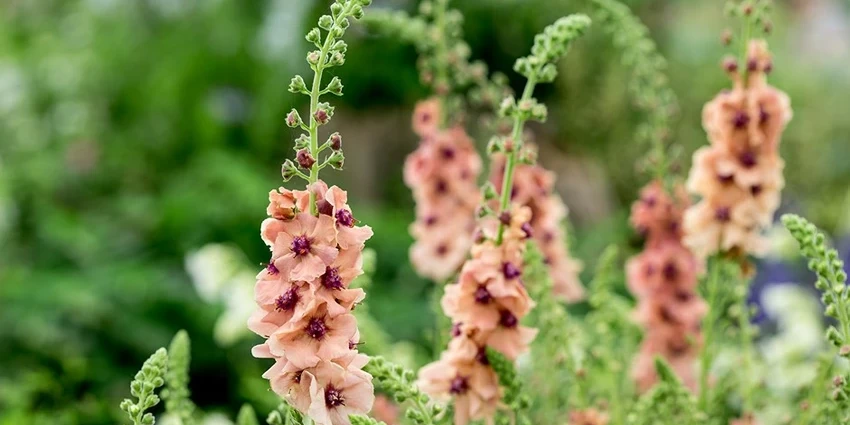 How to Grow Verbascum