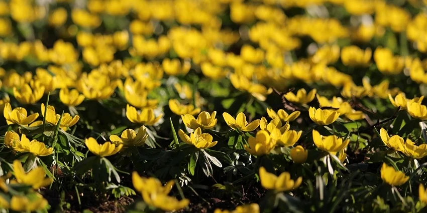 How to Grow Aconites