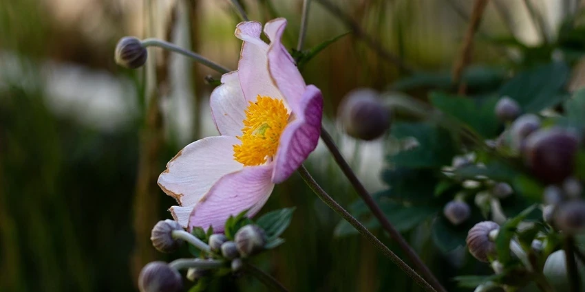 How to Grow Japanese Anemone