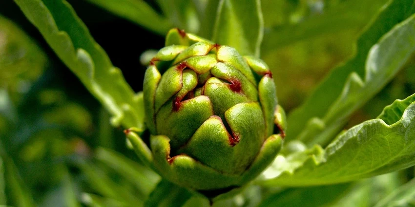 How to Grow Globe Artichoke