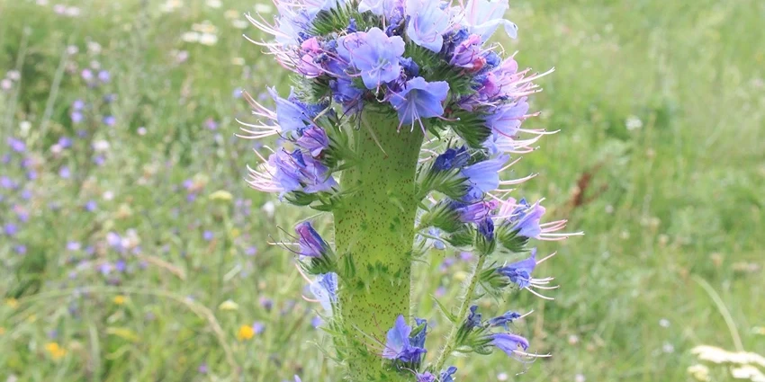 How to Grow Viper's Bugloss