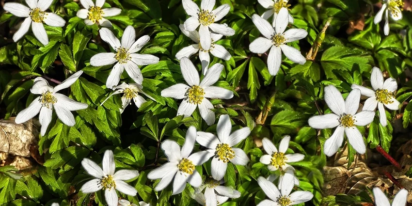 How to Grow Wood Anemone
